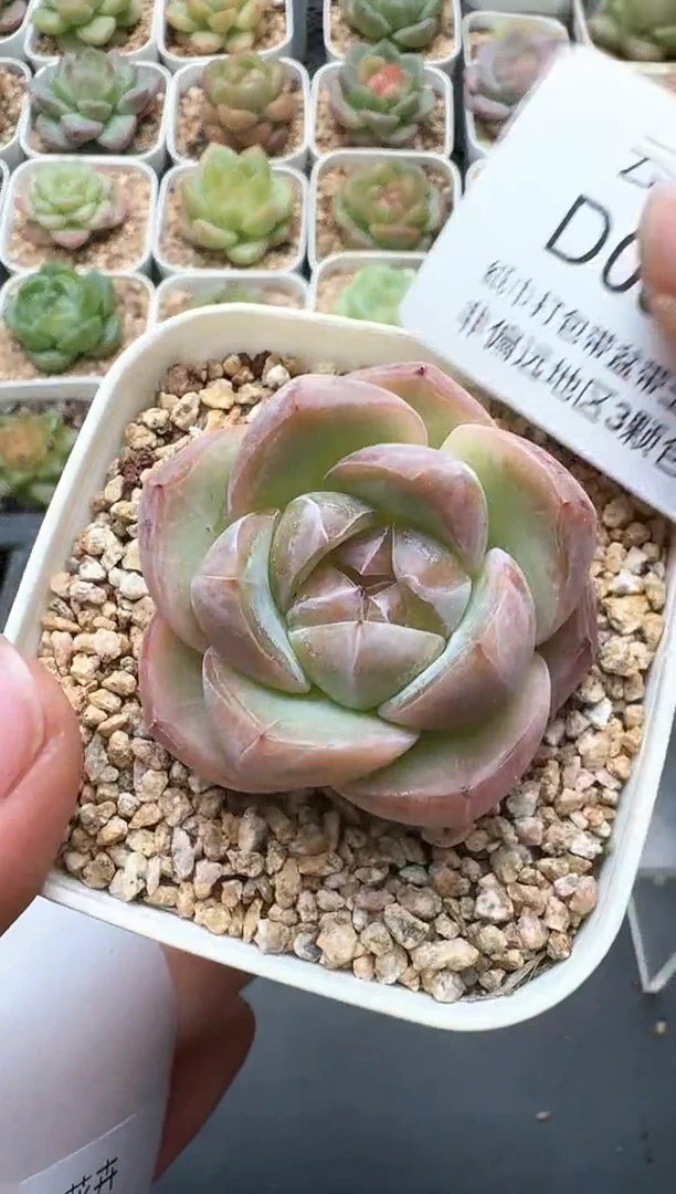 533D云禹多肉植物 带盆土纸巾打包 3颗包邮