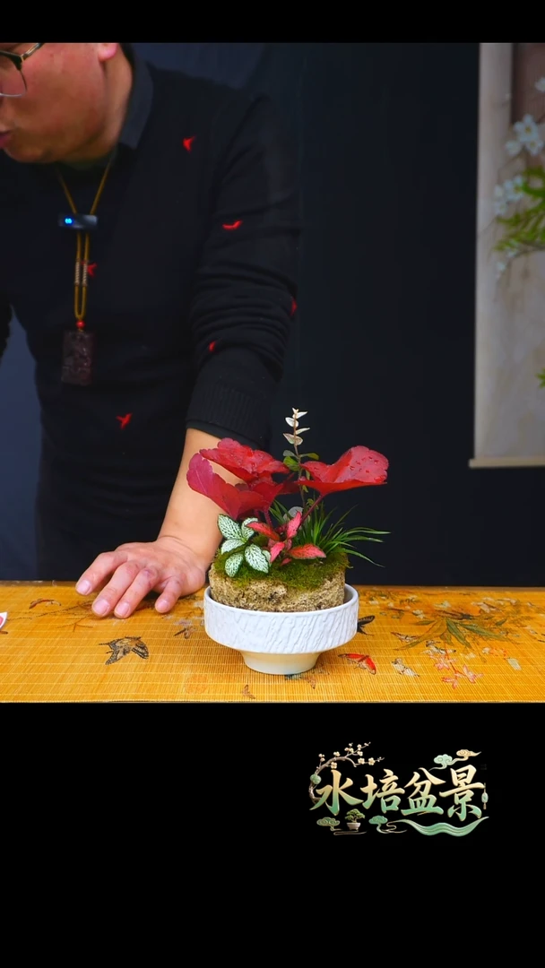 石云社一物一拍组合盆栽1