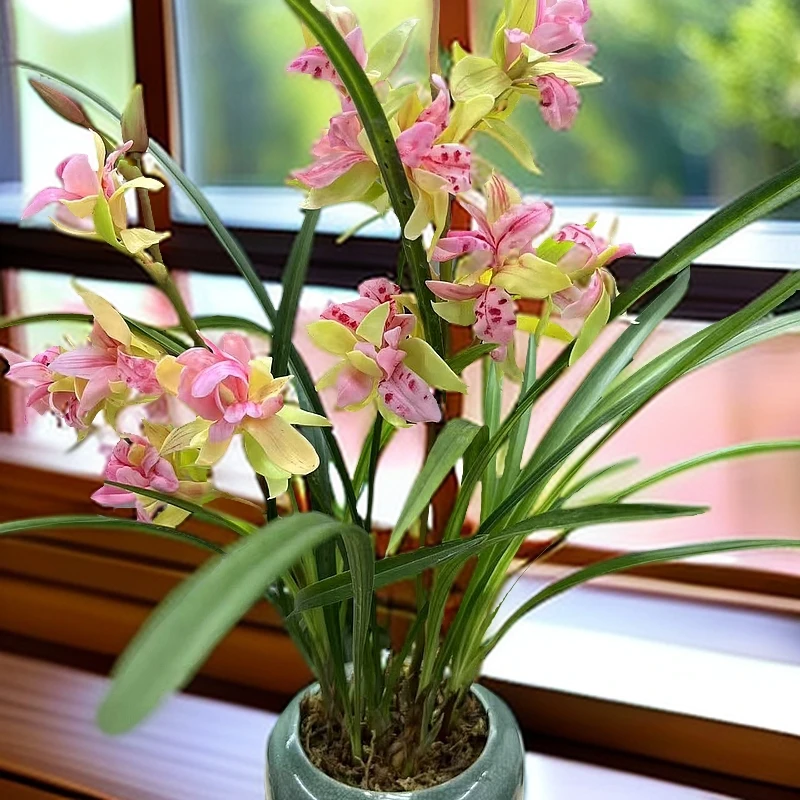 兰花 建兰铭品【富山奇蝶】老陶罐花盆 室内外浓香好养易活精品盆栽