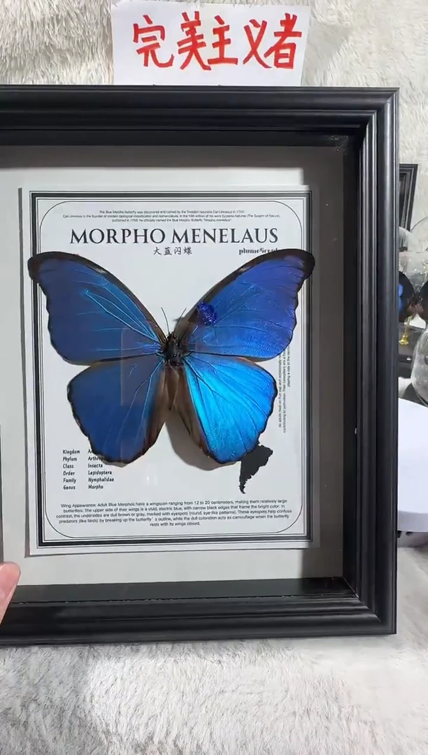 大蓝闪蝶新相框