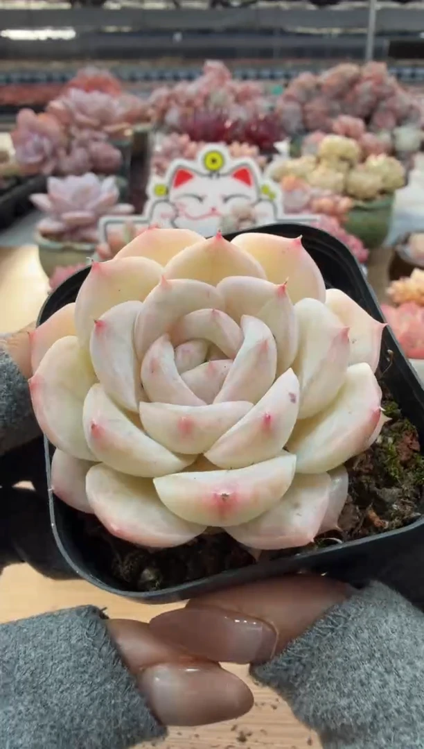 东云多肉园二店-34