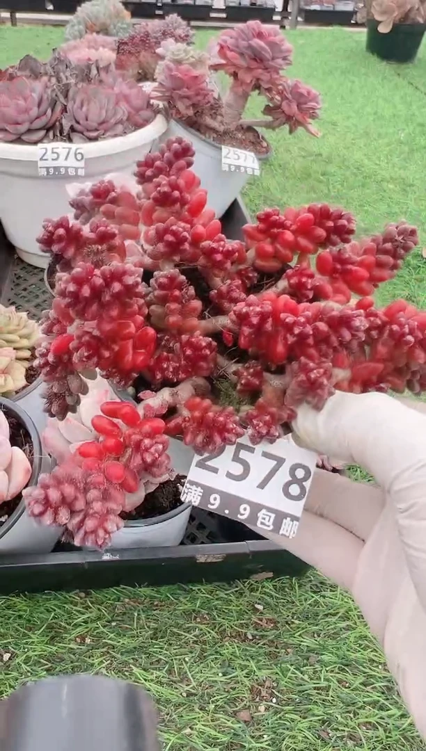 【闪购商品】信福多肉一物一拍