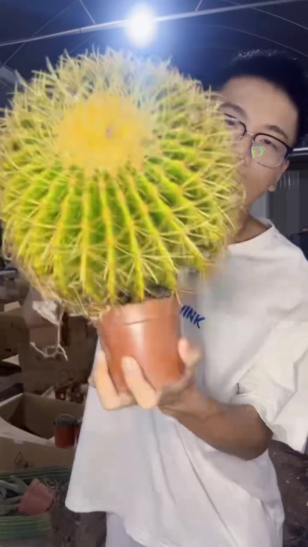 实生根 大大大金虎 14-20cm