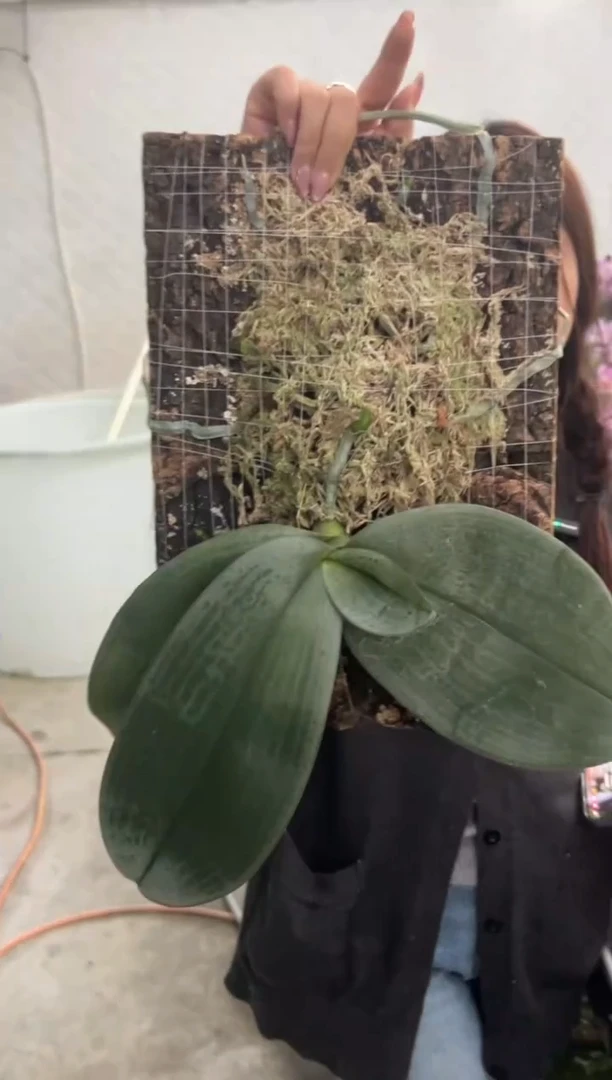 当前无花朵，栽培后可花朵板植象