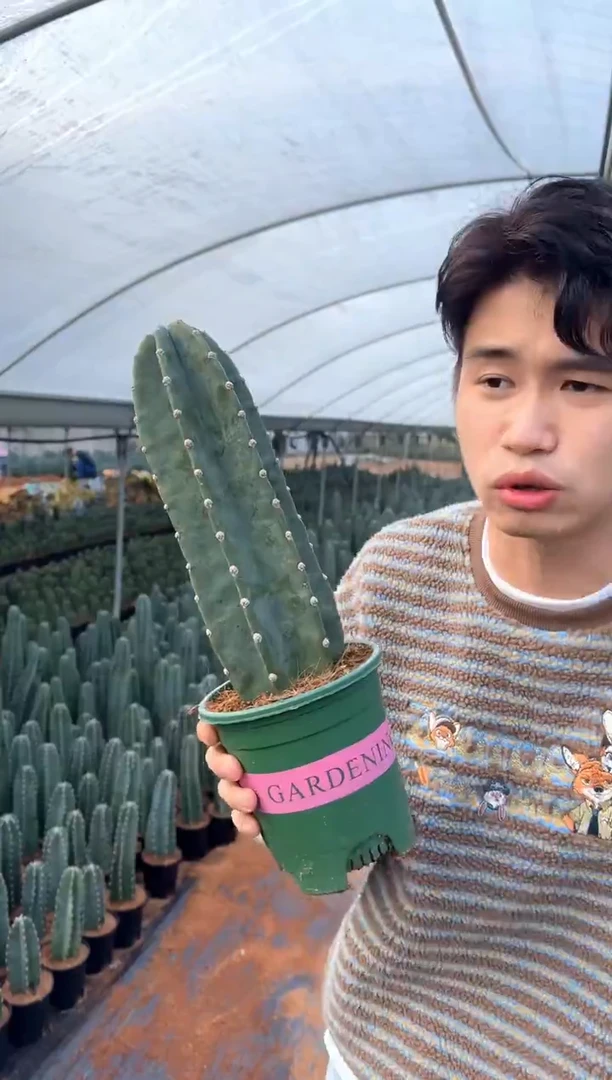 【带根】15cm+量天尺 不指定带花苞