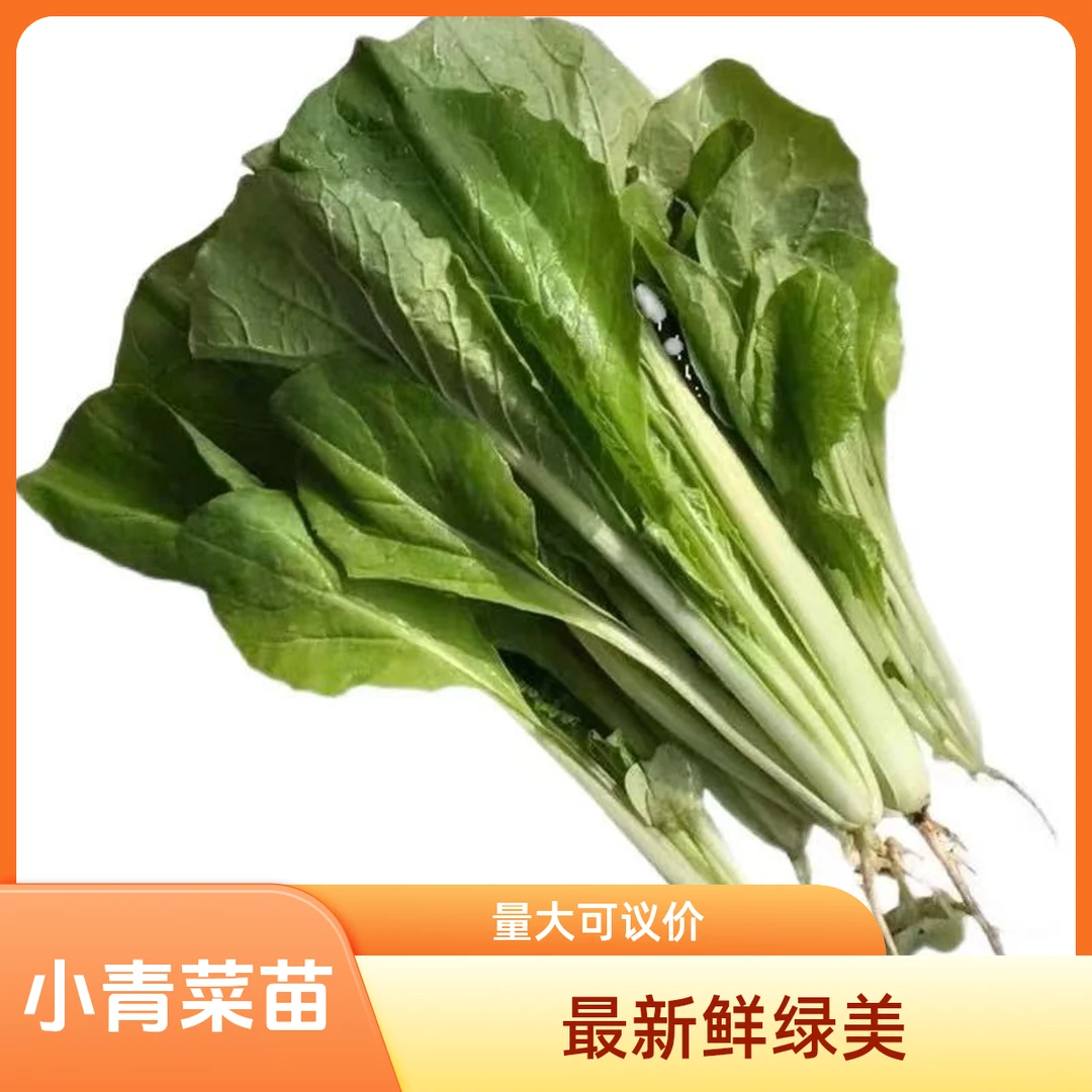小青菜苗/把