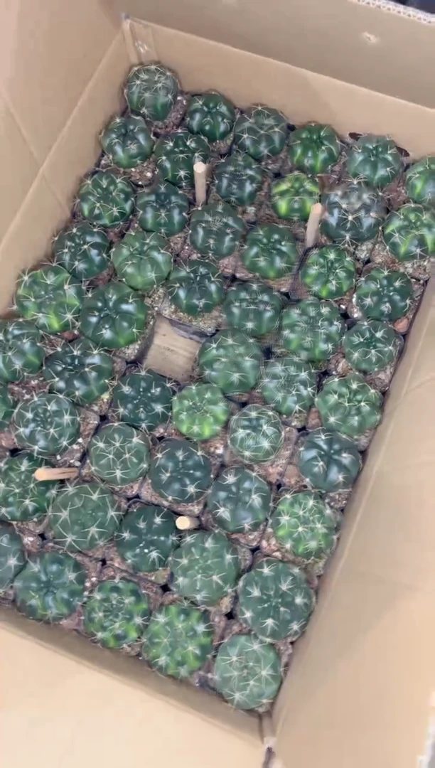 【闪购商品】实生根 美花海王