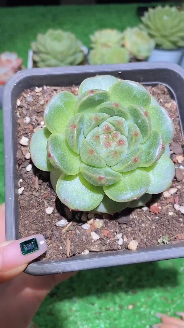 123翡冷翠一物一拍晾根