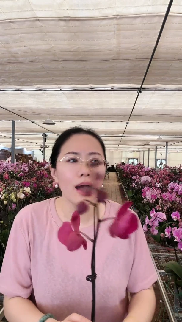 完全开放8.4上006洋洋得意1棵