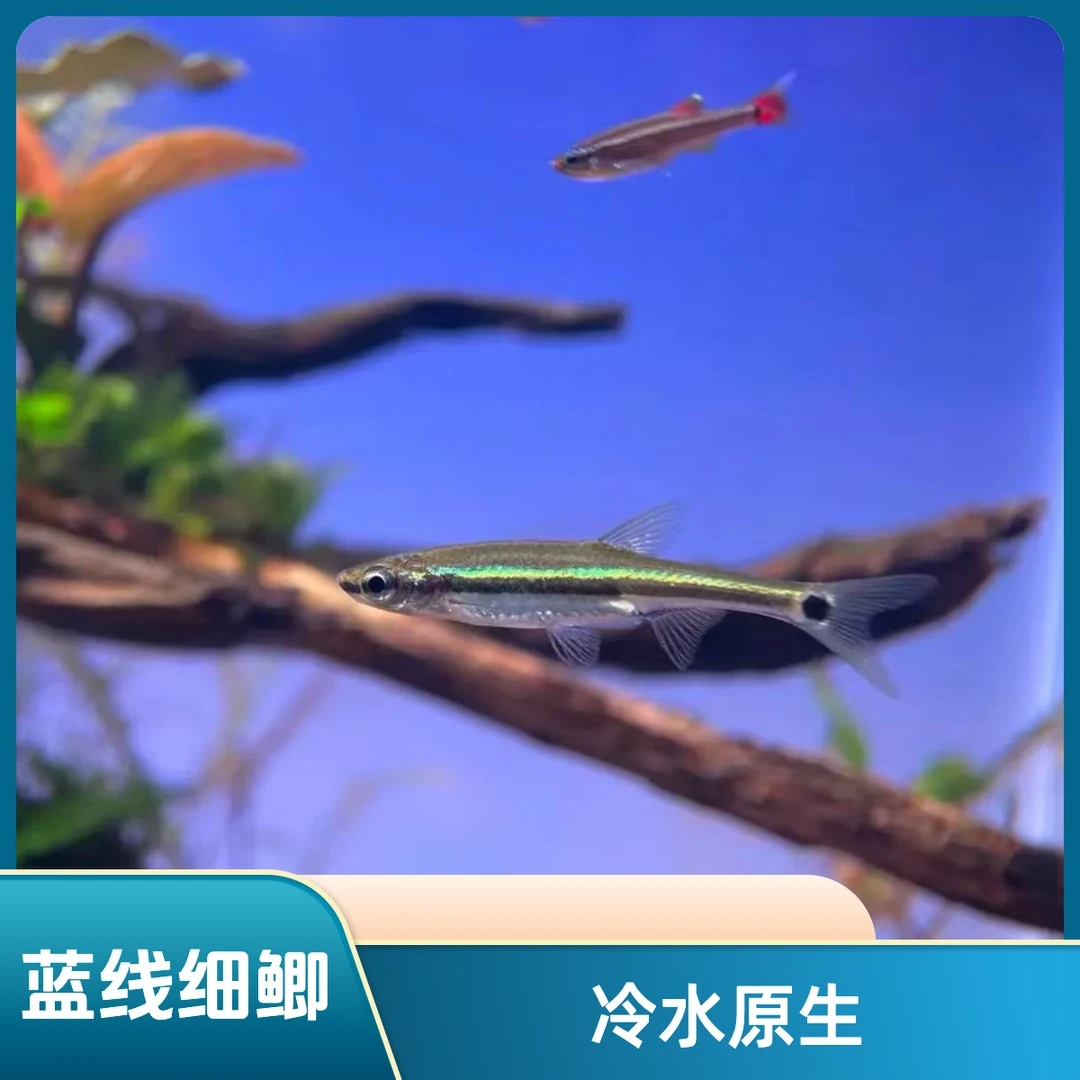 蓝线细鲫小型观赏鱼淡水鱼丽纹林氏细鲫原生金丝鱼冷水鱼活体