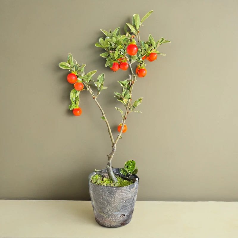 灌木金弹子品种嫁接中国红紫阳金丹血钻逸源红观花带果熟桩盆景