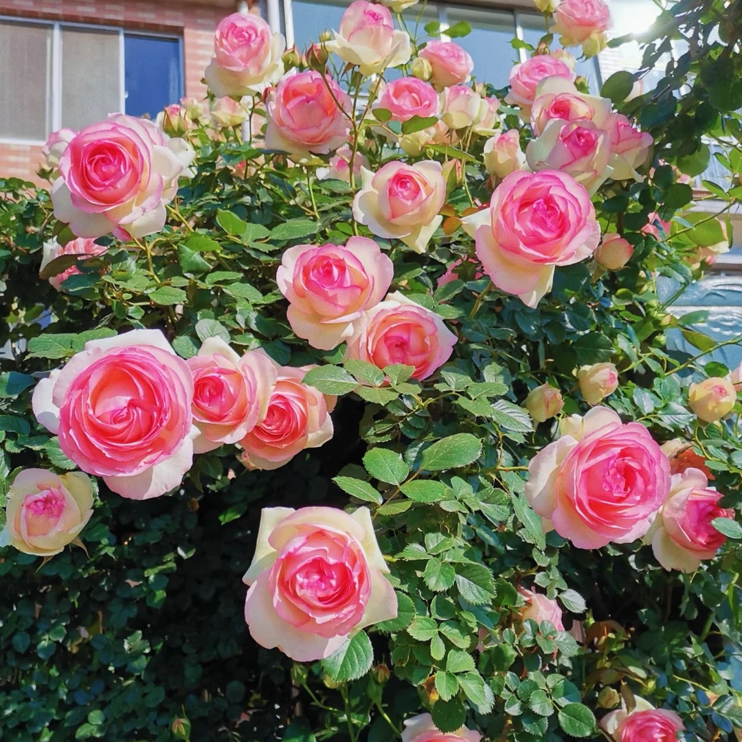 【1.5-1.8米】藤本月季花苗大花浓香型庭院地载阳台盆栽爬藤四季开