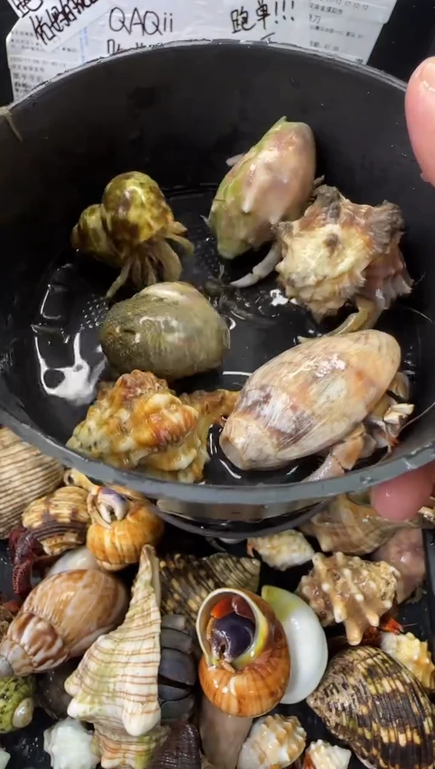 缺腿残联一份，六只包活三只