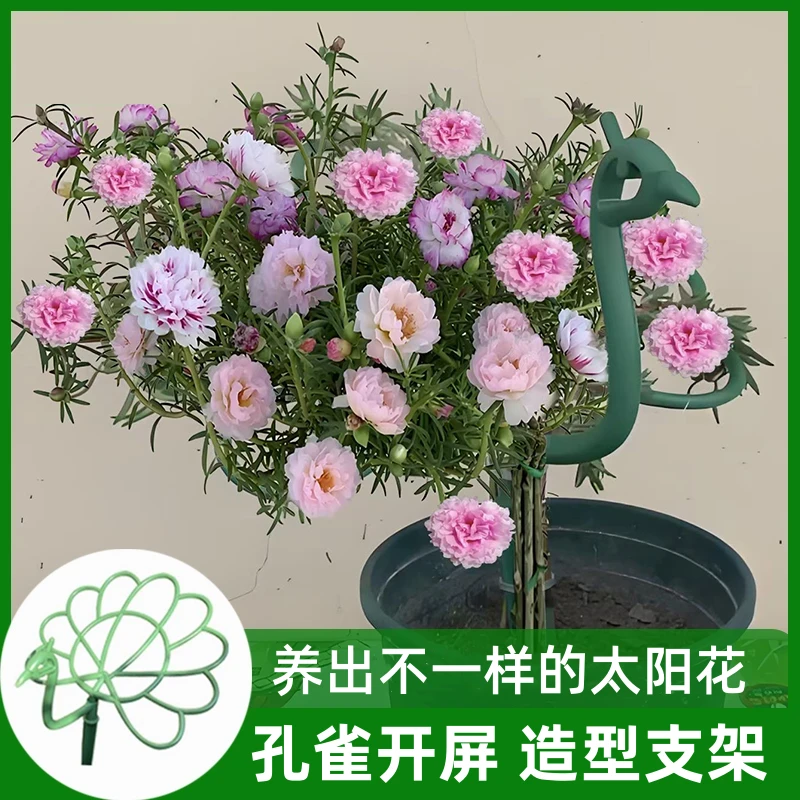 新款太阳花造型支架孔雀开屏园艺花架子阳台爬藤植物防倒伏支撑杆