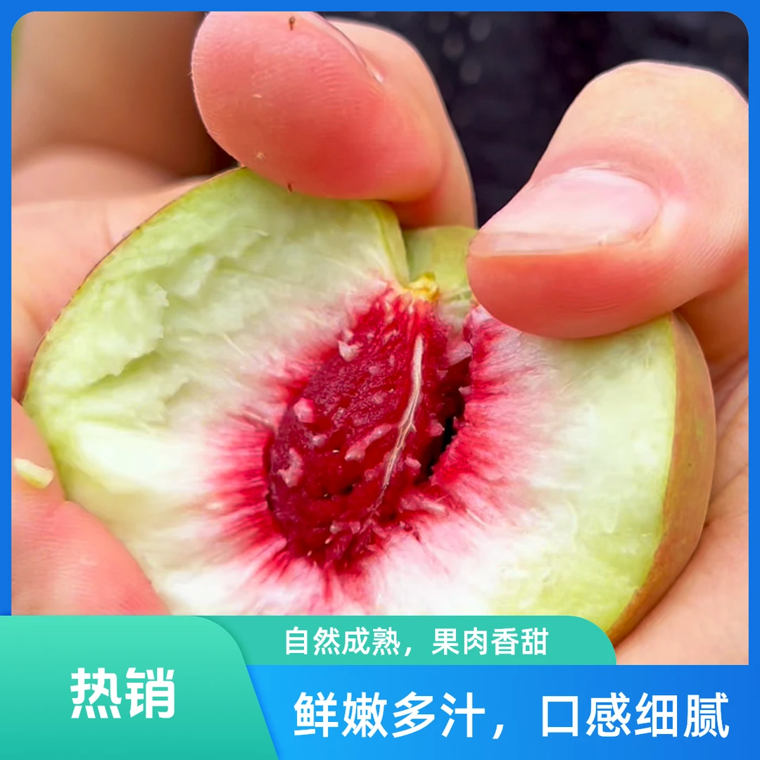【小时候的味道】山东青州蜜桃 离核脆桃 山野小脆桃 大自然的味道 脆甜多汁 山东省