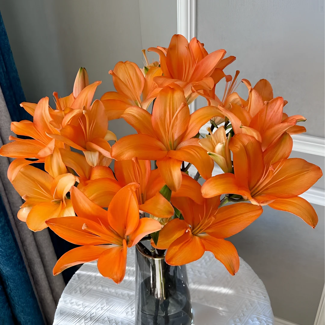 橙色梦想亚百合 生花苞小 生花苞发货 两单以上包邮