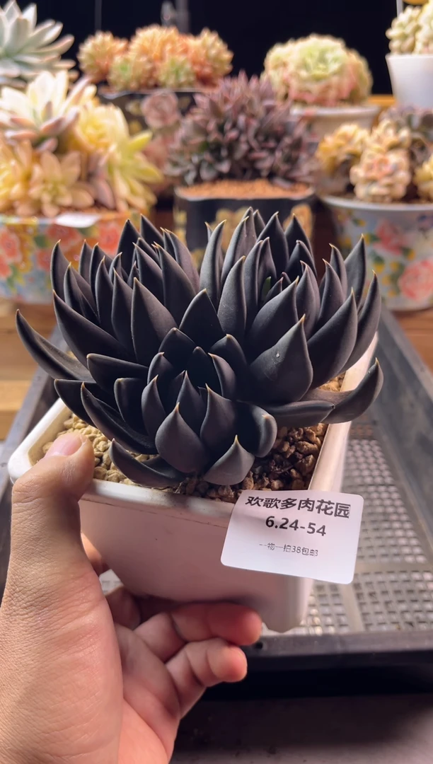 6.24-54黑王子11111