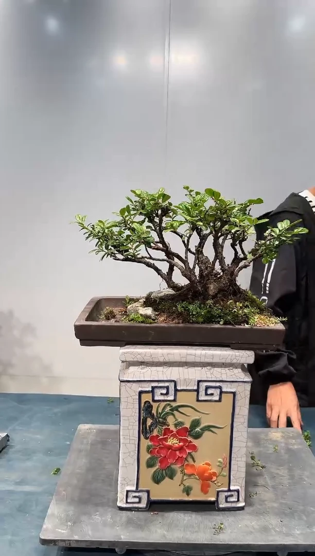 无花朵海岛翠米茶