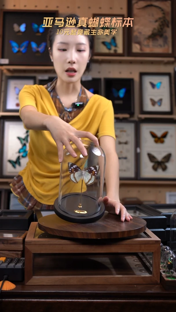 白斑迷蛱蝶中号玻璃罩