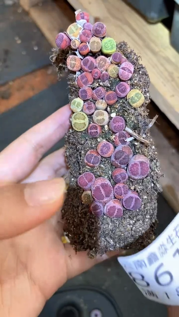 【闪购商品】8617紫色混合切糕