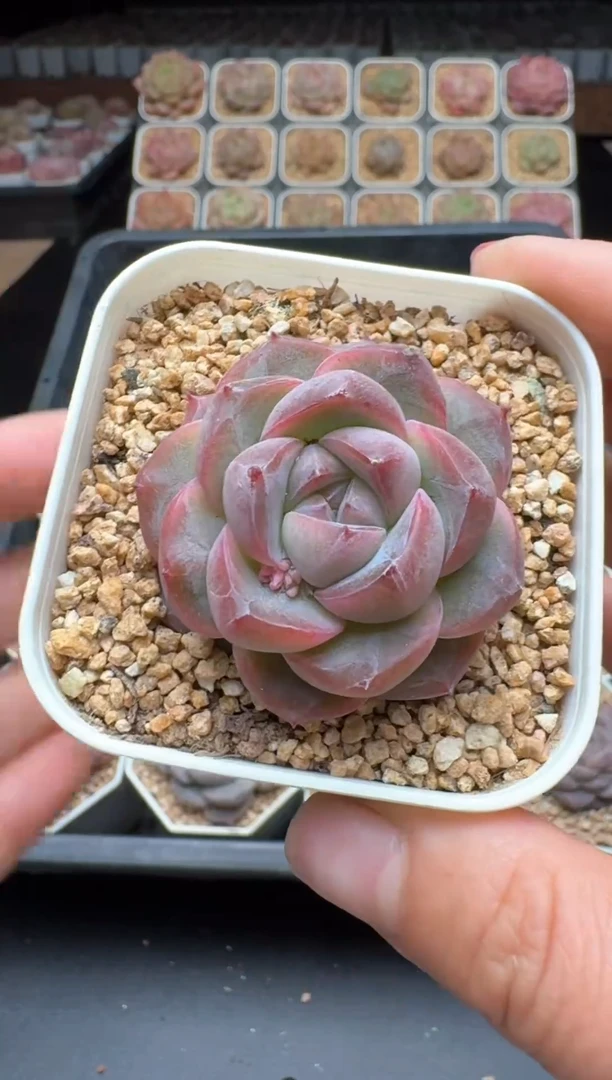 【闪购商品】086号 珍妮杂交多肉 花卉植物