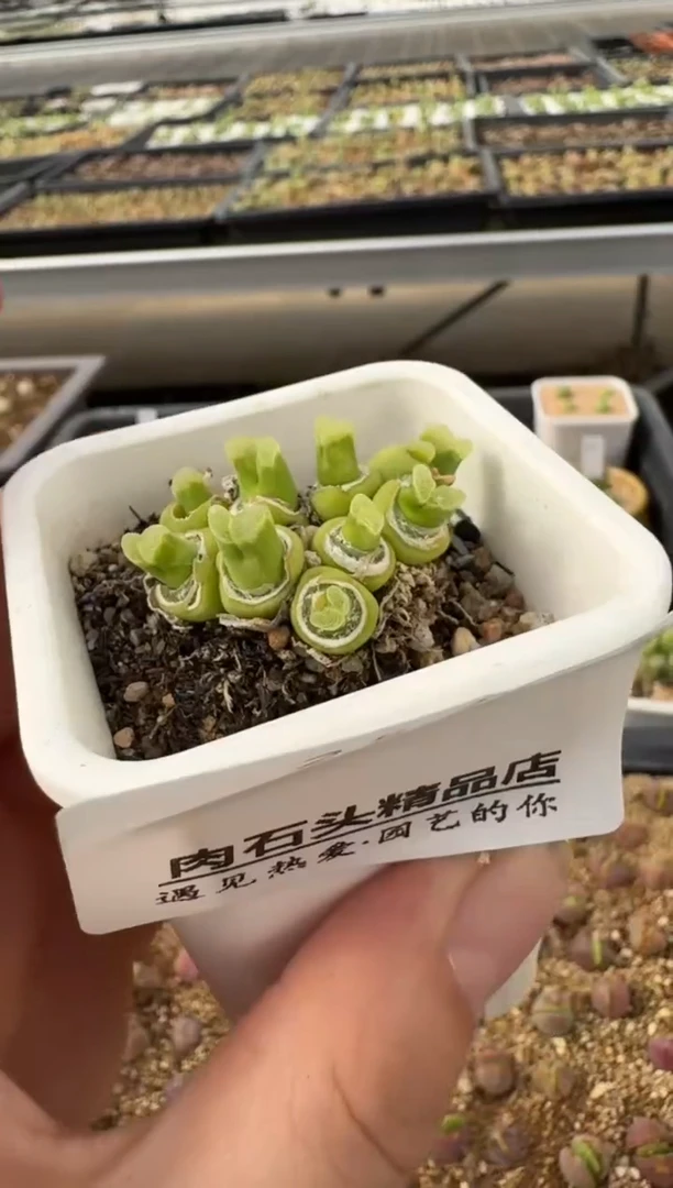 【闪购商品】2.5-43