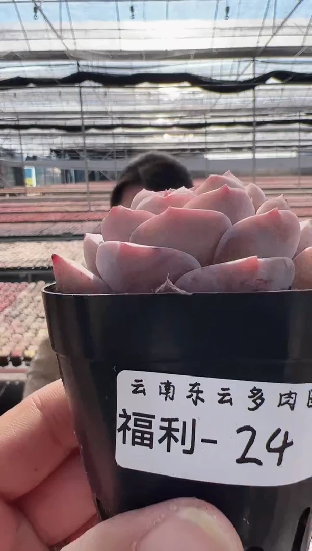 【闪购商品】福利款-24