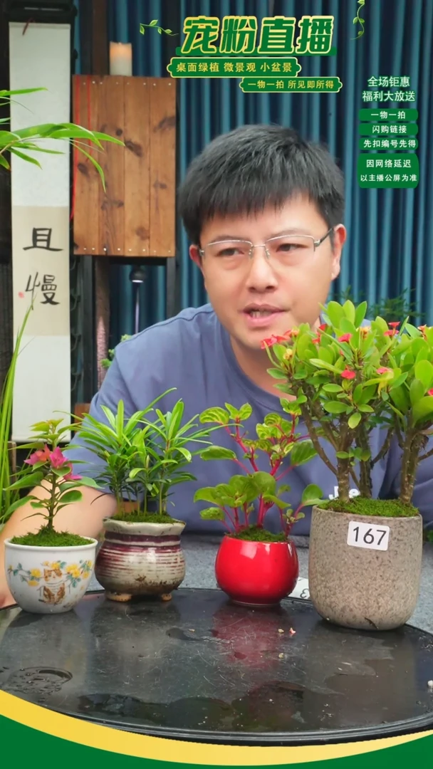 无花朵子**诺苔藓微景观167号