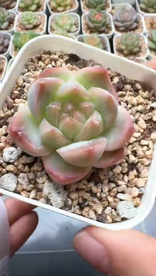 131F云禹多肉植物 默认脱土纸巾打包 3颗包邮