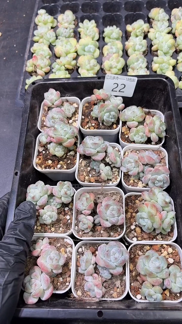 22号群生冰玉到手（1）棵-量拍