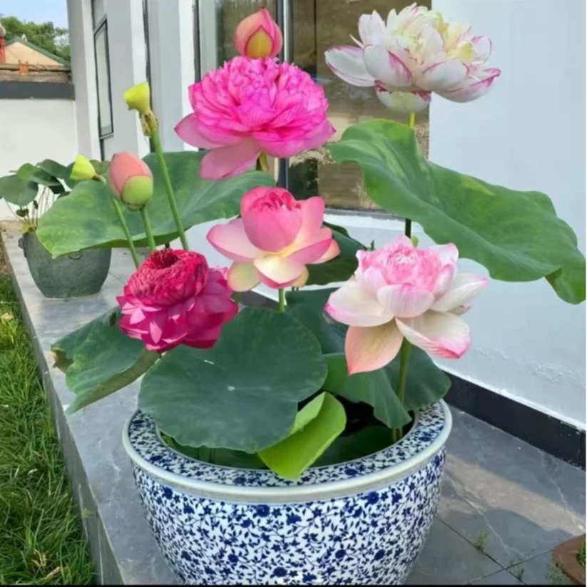 高杆观赏荷花盆栽苗四季水生花卉池塘水桶水缸花盆种植