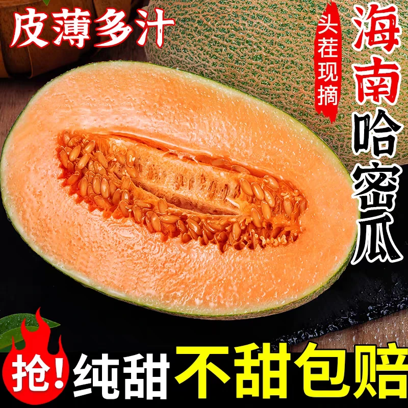 海南哈密瓜当季新鲜网纹蜜瓜甜瓜香甜多汁整箱水果