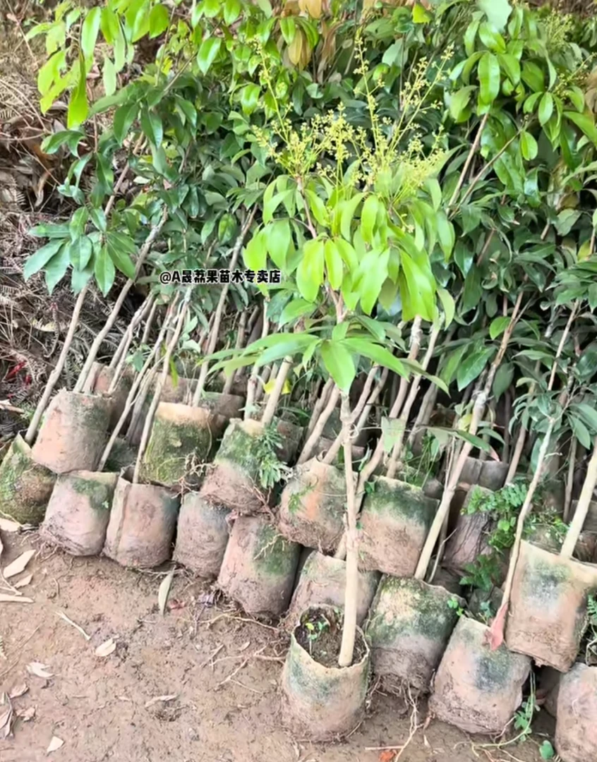 树苗名贵植物常绿盆栽带土发货