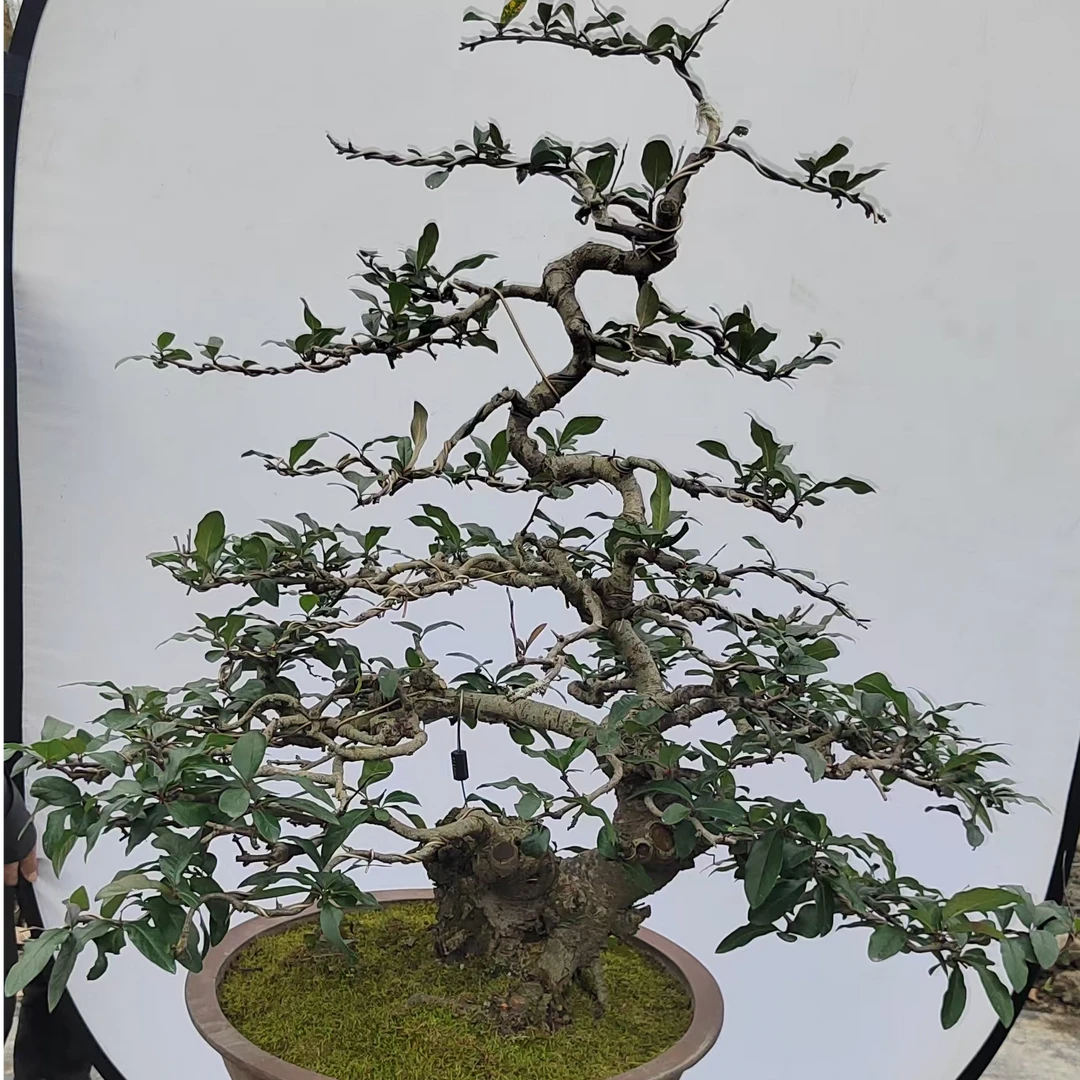 贴梗海棠盆景高80cm