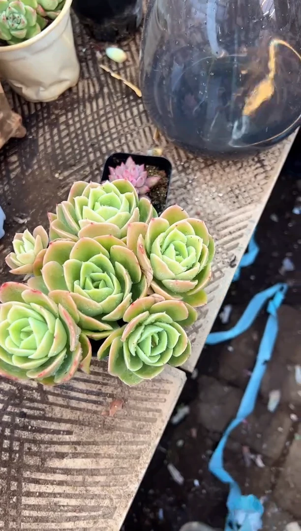 g****9多肉植物一物一拍07360