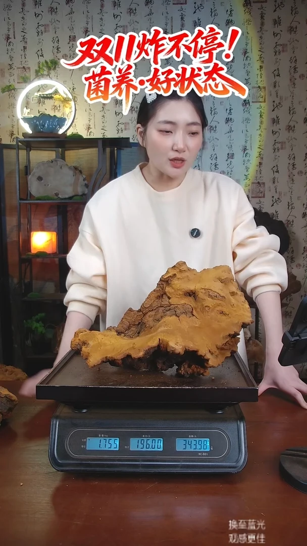 松针层孔菌中国大陆【藏区 野生】松树桑黄（3.5斤）40-50年份
