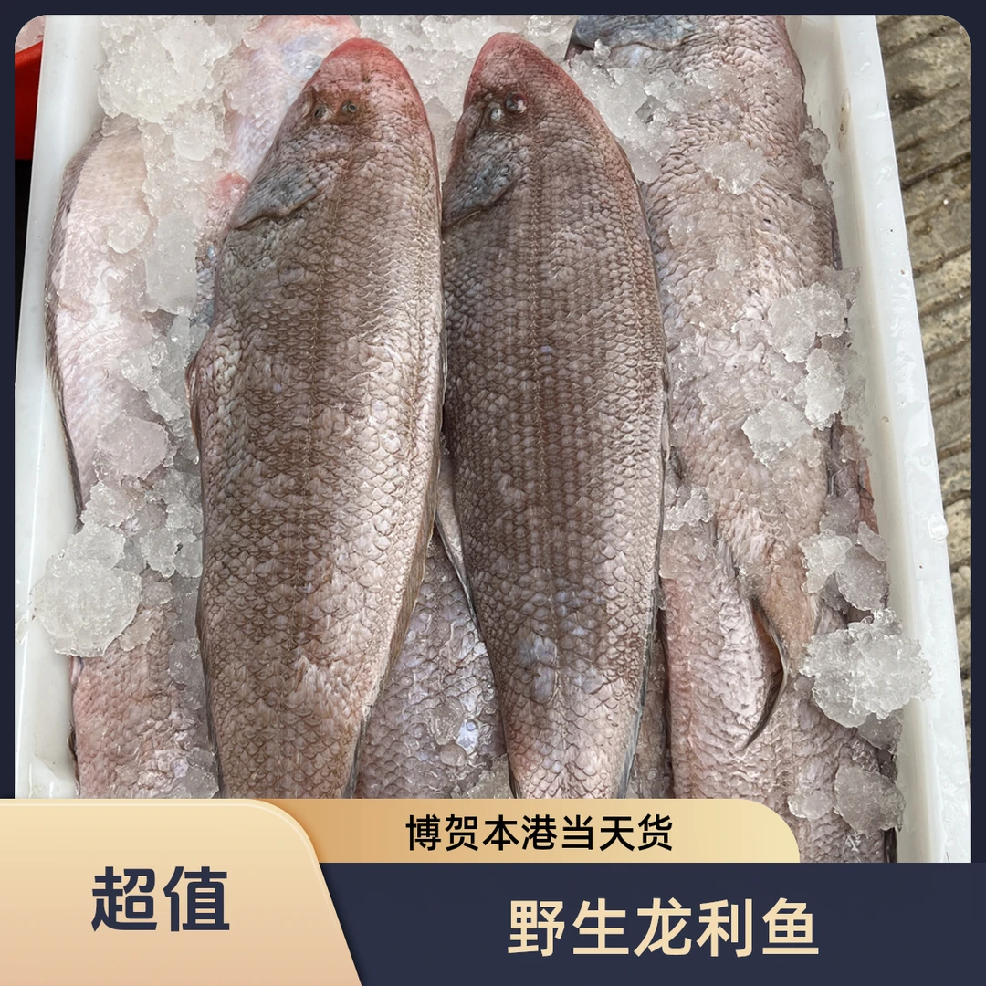 野生龙利鱼茂名博贺（本港当天货）宝宝辅食