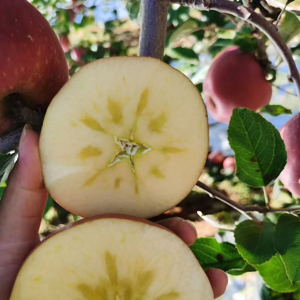 云南昭通丑苹果冰糖心新鲜脆甜现摘当季应季水果