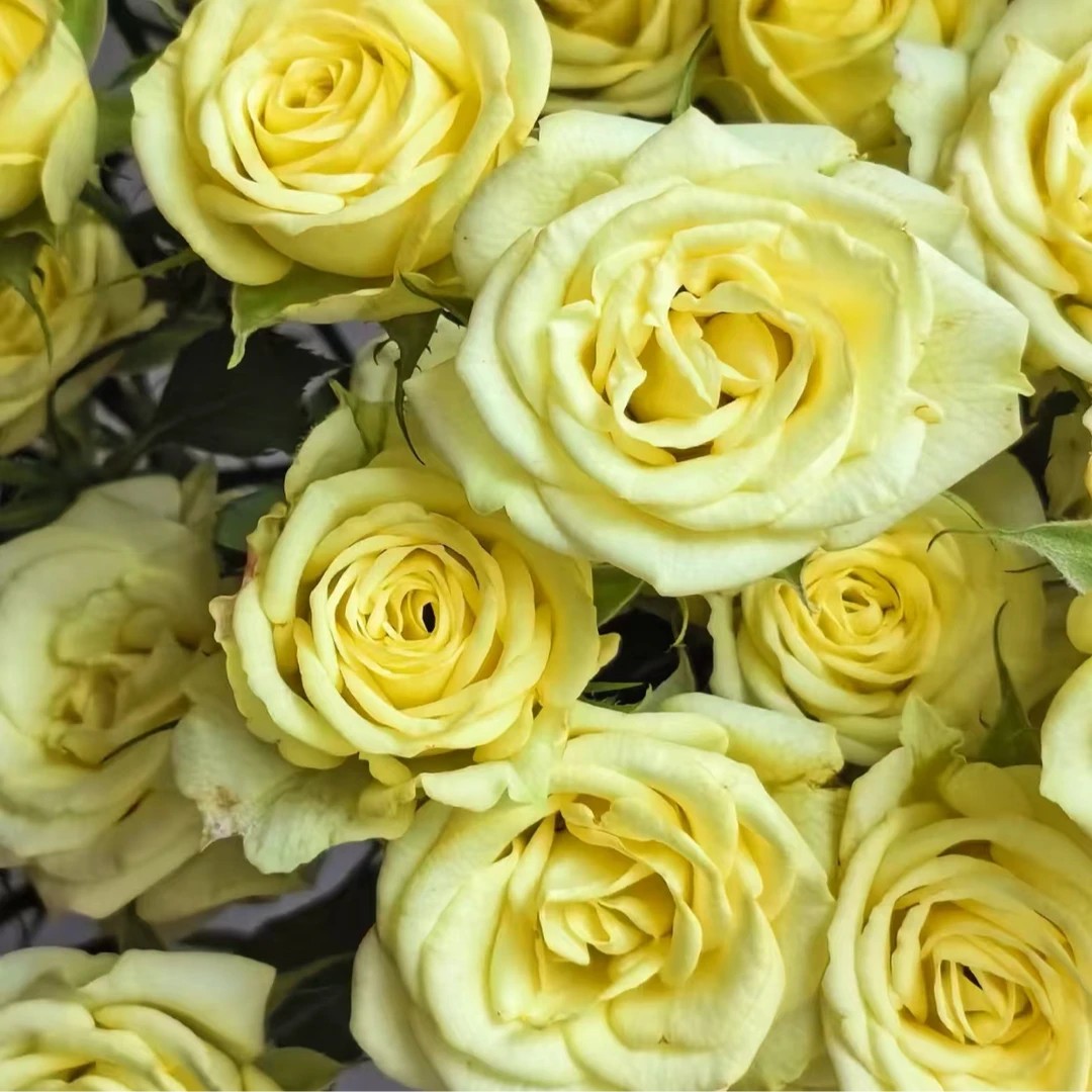 （A级 多头婚礼邀请）玫瑰云南基地直发生活鲜花