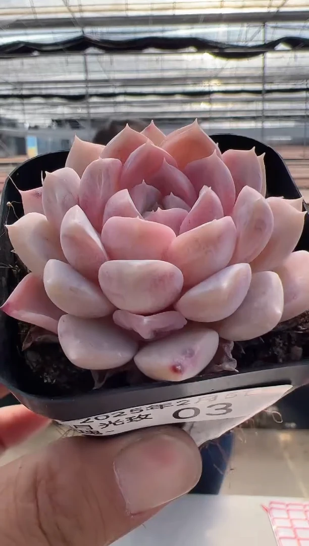 【闪购商品】月光玫瑰-3