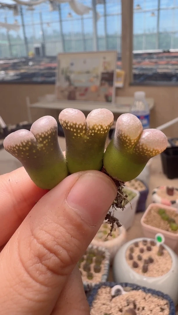 开****x4-23美丽的多肉植物c860 3颗