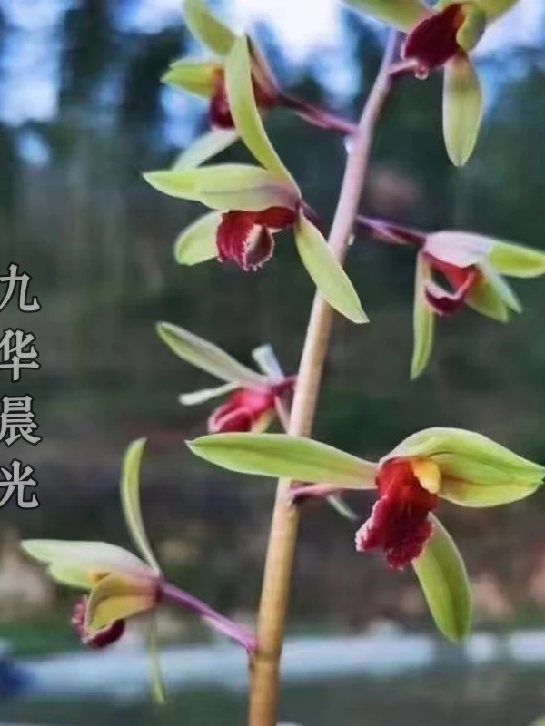 蕙兰-九华晨光-人工种植组培小苗-连体2苗