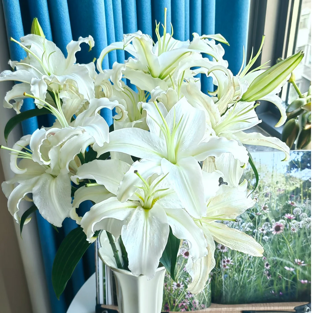 白水晶百合  白色百合 一头4支4朵    云南基地鲜花 家养 水养