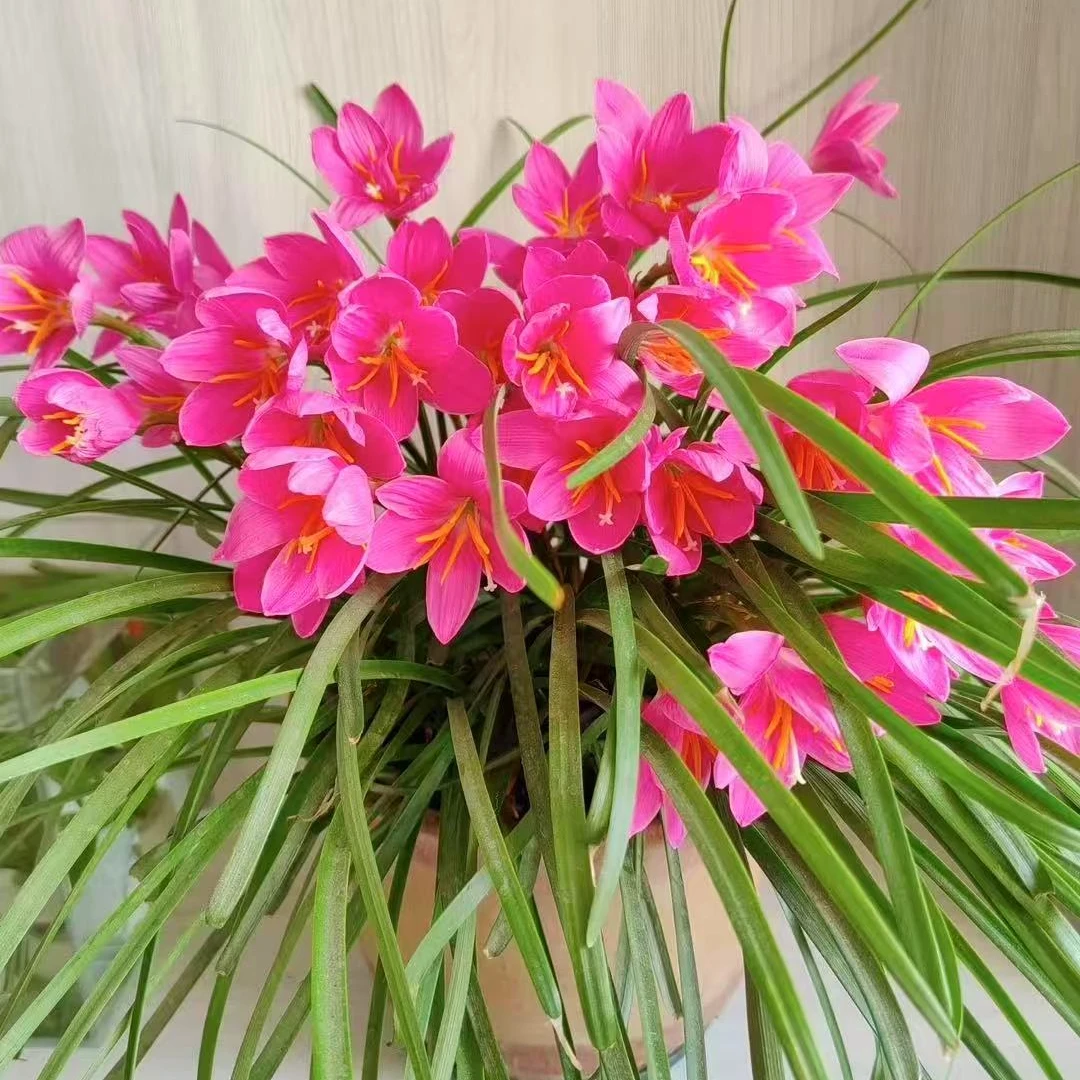 新手推荐风雨兰盆栽地栽耐高温室内花卉