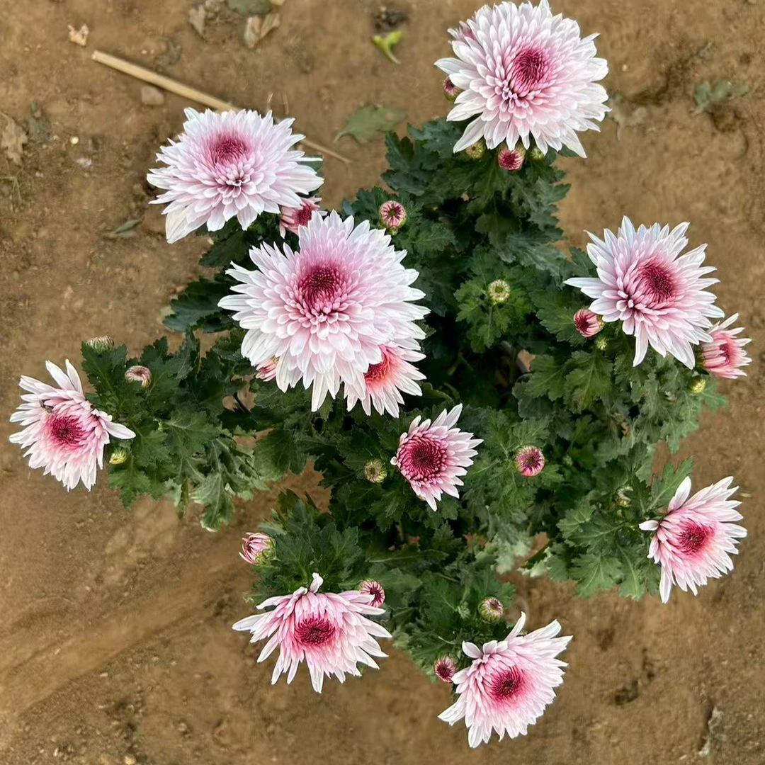 【花苞发货】[荷塘月色]九月菊花苗大型花好养护简单耐寒耐旱