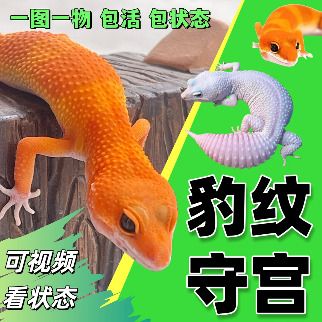 网红宠物豹纹守宫蜥蜴肥尾守宫入门爬宠