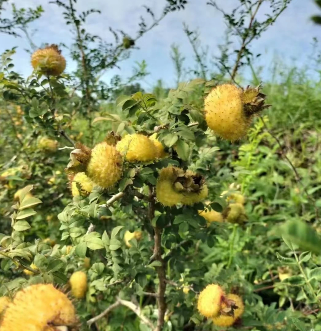 【田田】贵州特产现摘现发刺梨鲜果可泡酒泡水