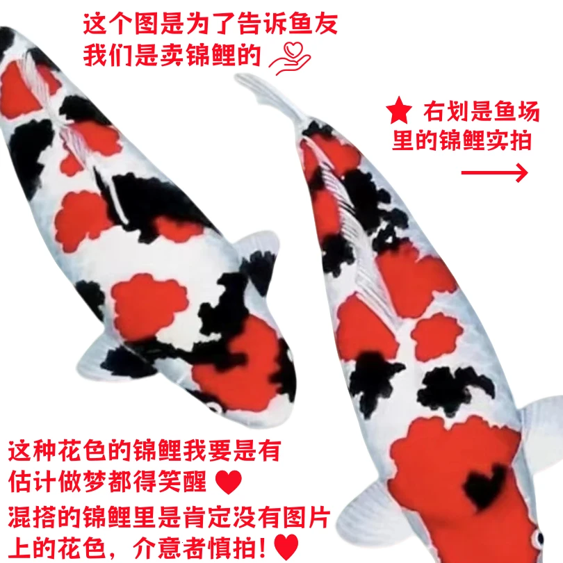 血统锦鲤红白大正德系彩龙等混搭13-15公分之间7条一组随机选发