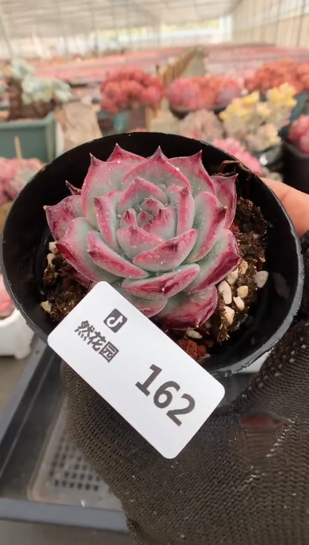 162红拉糖一物一拍