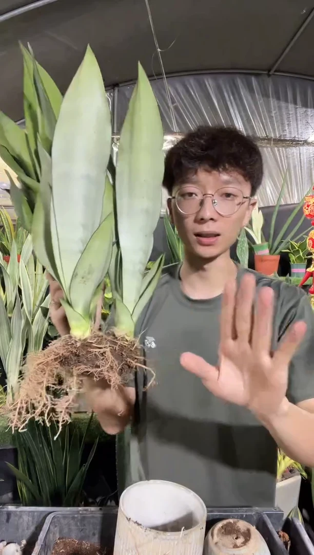 母本白玉裸根脱土38.8